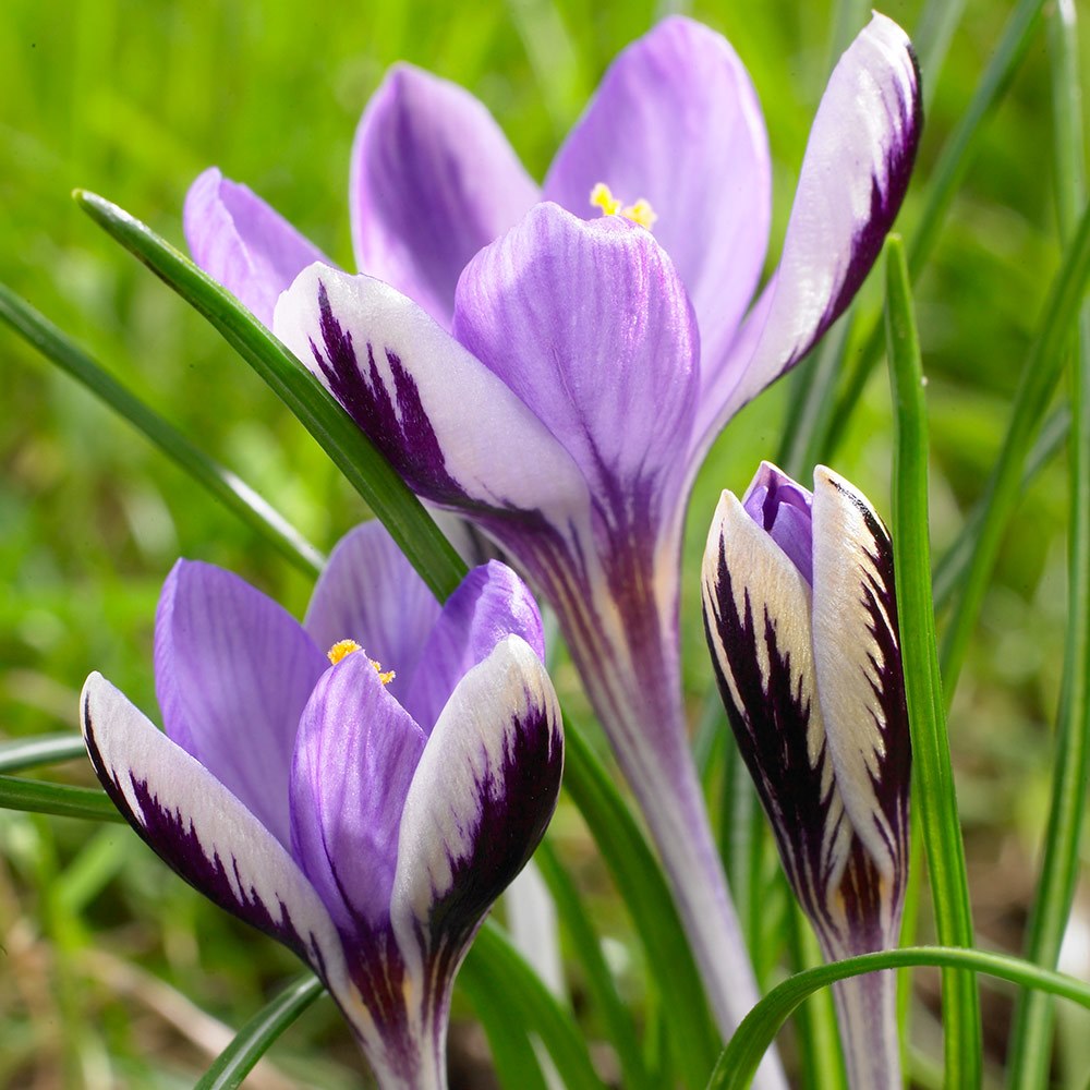 Krokus Spring Beauty