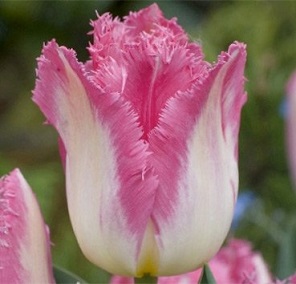 Tulipán Auxerre