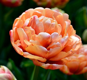 Tulipán Copper Image