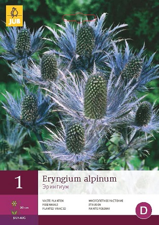 Eryngium Alpinum