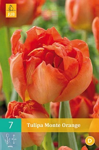 Tulipán Monte Orange