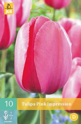 Tulipán Pink Impression