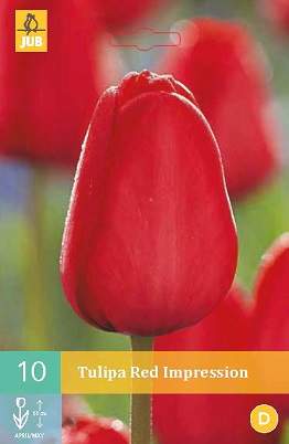 Tulipán Red Impression