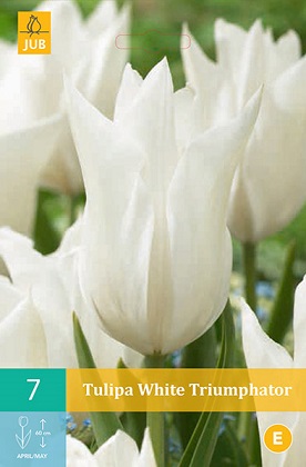 Tulipán White Triumphator