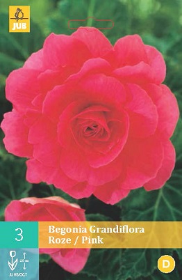 Begónie Grandiflora Pink