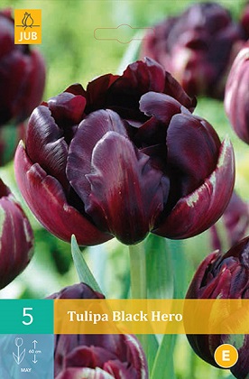 Tulipán Black Hero