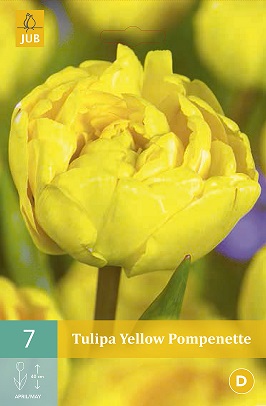 Tulipán Yellow Pompenette
