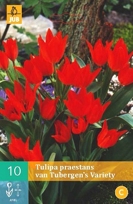 Tulipán Praestans Tubergen ´s Variety