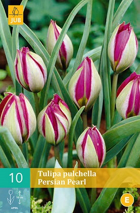Tulipán Pulchella Persian Pearl