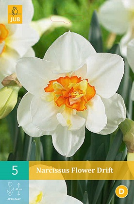 Narcis Flower Drift