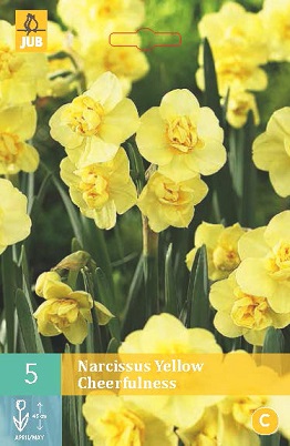 Narcis Yellow Cheerfulness