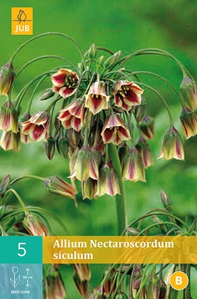 Česnek Nectaroscordum Siculum
