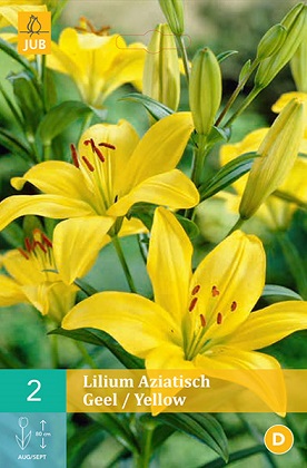 Lilie Asiatic Yellow
