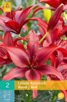 Lilie Asiatic Red
