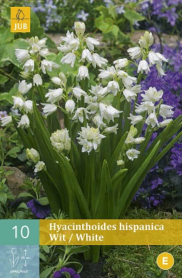 Hyacintovec Hispanica White