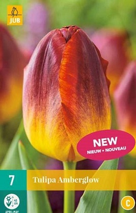 Tulipán Amberglow
