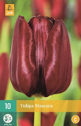 Tulipán Mascara