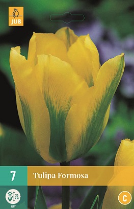 Tulipán Formosa