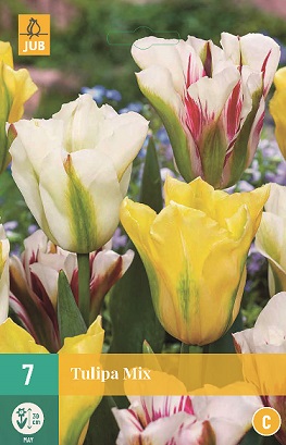 Tulipán Viridiflora Mix