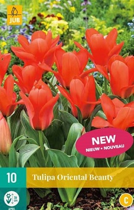 Tulipán Oriental Beauty