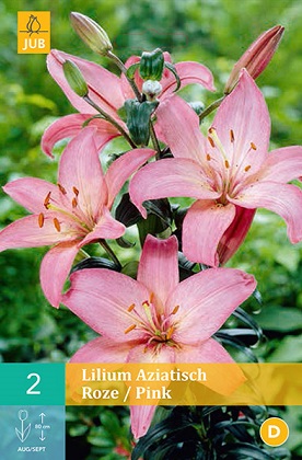 Lilie Asiatic Pink
