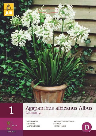 Kalokvět Africanus Albus