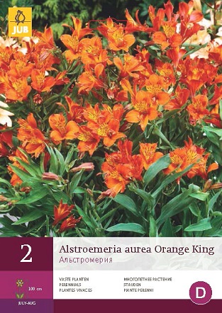 Alstroemeria Orange King