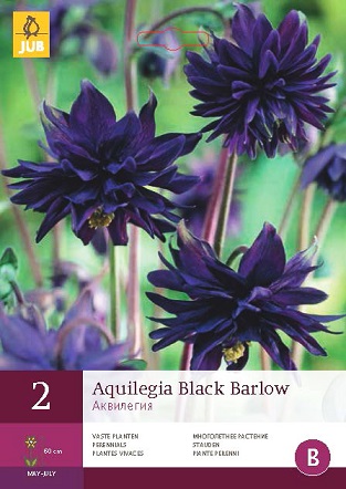 Orlíček Black Barlow