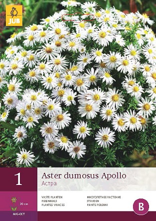Astra Dumosus Apollo