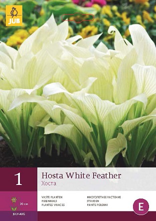 Bohyška White Feather