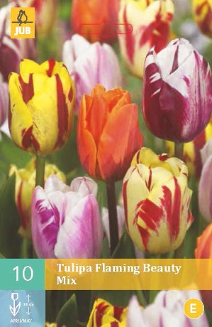 Tulipán Flaming Beauty Mix