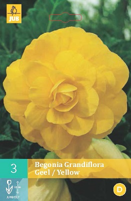 Begónie Grandiflora Yellow