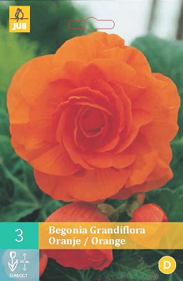 Begónie Grandiflora Orange
