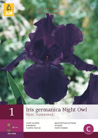 Kosatec Germanica Night Owl