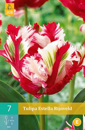 Tulipán Estella Rijnveld