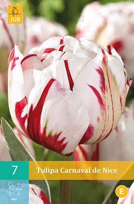 Tulipán Carnavel de Nice