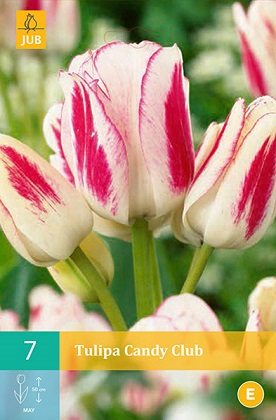 Tulipán Candy Club