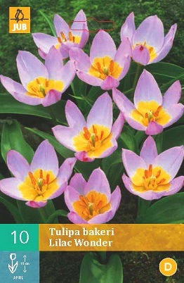 Tulipán Bakeri Lilac Wonder