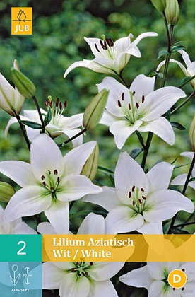 Lilie Asiatic White