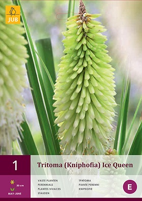 Kniphofia ICE QUEEN