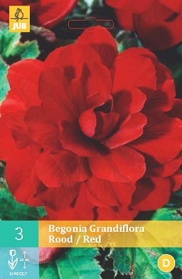 Begónie Grandiflora Red