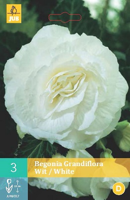 Begónie Grandiflora White