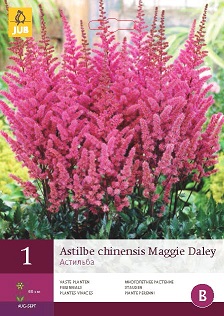 Astilbe Chinensis Maggie Daley